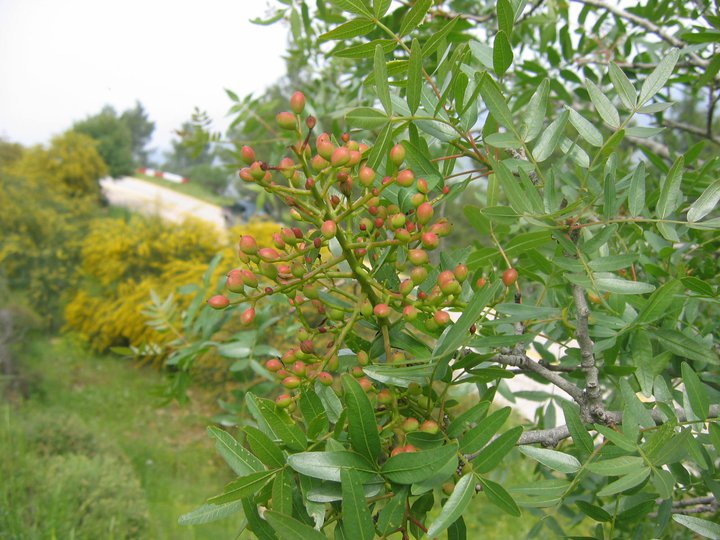 Mt. Atlas mastic tree